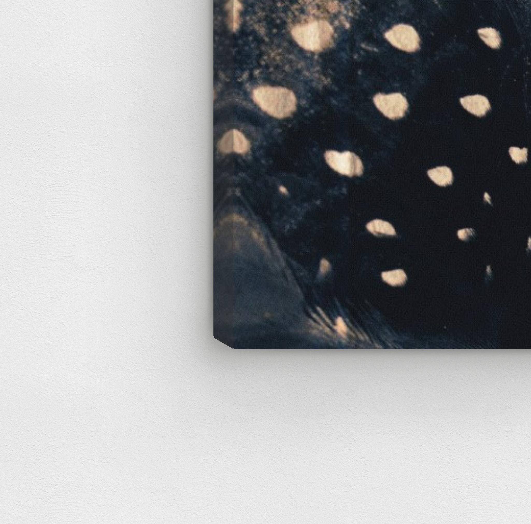 Amazon｜Oliver Gal 10087_20x20_CANV_XHD Olivergal 'Ox' キャンバス